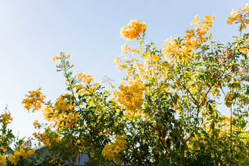 Bright yellow flowers blooming under a clear blue sky