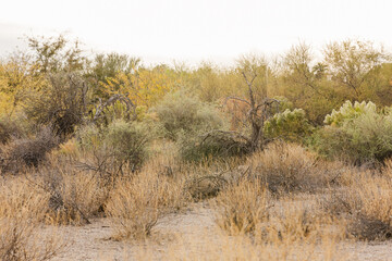 desert landscape with dry shrubs, grasses, and scattered vegetation