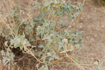 A close-up of a desert shrub with textured green leaves on dry ground