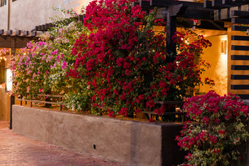 bougainvillea drapes over a pergola-lit patio in warm evening light