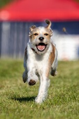 Terrier Mixed Breed Mutt Running Lure Course Sprint Dog Sport