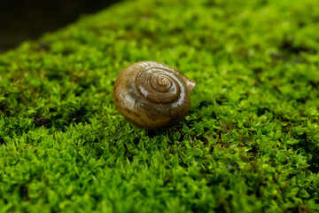 snail on a green leaf