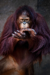 Portrait of Bornean orangutan on blurry background