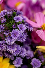 vibrant purple mini chrysanthemum blooms in garden bouquet