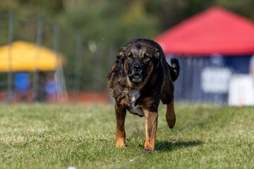 All American Mixed Breed Mutt Running Lure Course Sprint Dog Sport