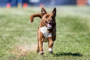 All American Mixed Breed Mutt Running Lure Course Sprint Dog Sport
