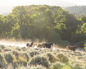 Group of horses running through sage and dust on sunny day.