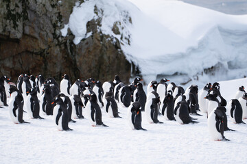 Gentoo penguins in Antarctica. Wild nature. Group of gentoo peng