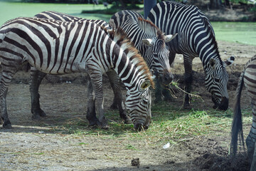 Group of Zebra grazing on field