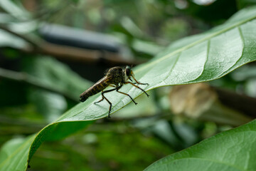 macro close-up Robberfly on beautiful background