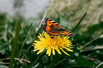 Cute orange butterfly sitting on a flower