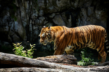 Tiger walking on the rock