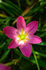 Fototapeta premium pink and yellow flower