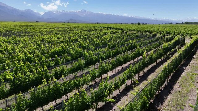aerial view of malbec vineyards in mendoza argentina