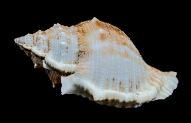 Bursa spinosa seashell on black background