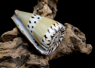 Conus Mustelinus Shell on Driftwood