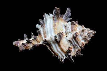 Intricate Spiny Murex Seashell black background