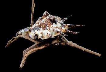 Lambis tiger Shell on Driftwood with Black Background