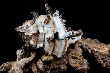 Intricate Spiny Murex Seashell on Driftwood