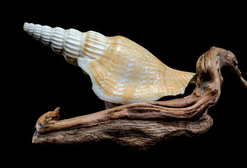 Ribbed strombus vittatus Seashell on Driftwood Background