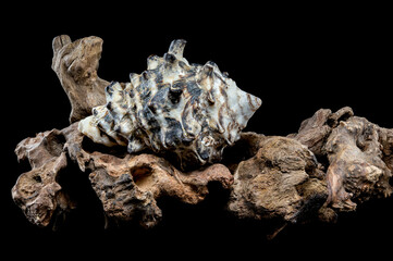 Spiked Vasum Seashell and Driftwood Composition