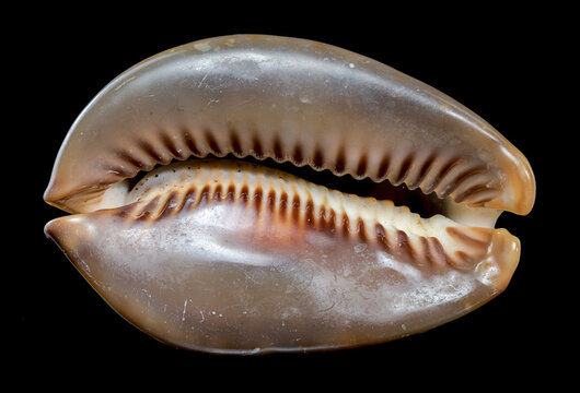 Cypraea caputserpentis Seashell  black background