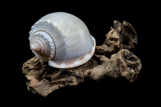 Phalium glaucum shell on driftwood black background