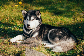 Alaskan Malamute Resting on Grass in Sunlight