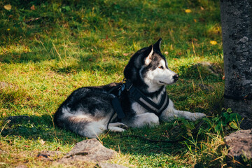 Alaskan Malamute resting in sunlight