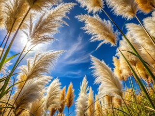Pampas Grass Frame: Worm's Eye View Feather Flower Head