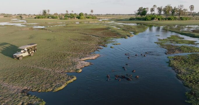 Aerial panning view of tourists in a game drive vehicle looking at a pod of hippotomaus in a drying up river in the Okavango Delta