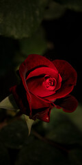 Red velvet blossom rose on dark background
