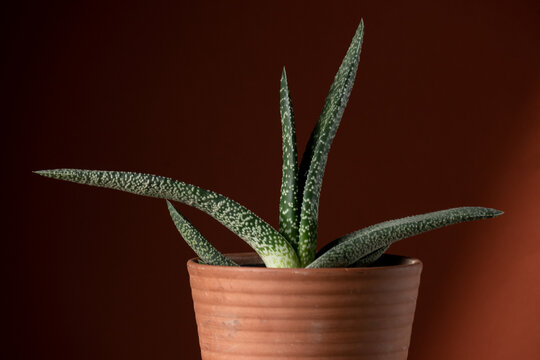 Close up of a gasteria succulent plant, planted in a ceramic pot. Concept of botany, home interior, succulents and cactaceae growth
