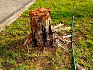 The stump or tree stump, a small remaining portion of the trunk with the roots still in the ground, The Stumps show the age defining rings of a tree, the remains after cutting a tree trunk