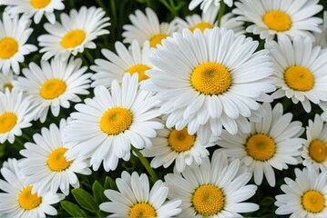 Obraz premium A Breathtaking Bouquet of Daisies in Full Bloom, a Symbol of Purity and Beauty