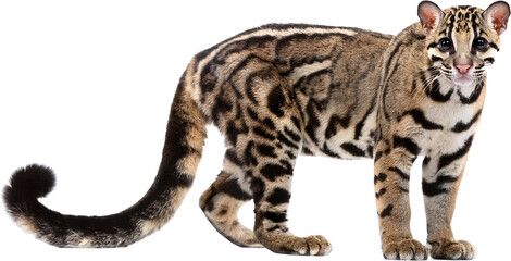 Fototapeta premium Clouded Leopard Wildlife Animal Big Cat Feline Mammal Jungle Cat Spotted Cat Wild Cat Nature Exotic