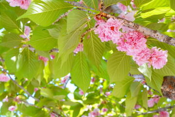 明るいピンク色の綺麗な桜の花。2024年4月下旬の千葉県の桜。