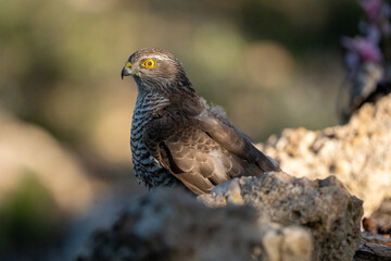 Common Sparrowhawk (Accipiter nisus) photographed in Spain