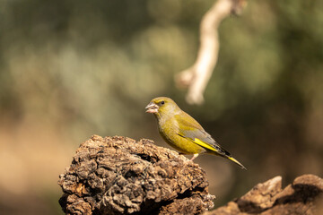 Common Greenfinch (Chloris chloris) photographed in Spain