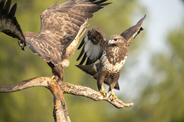 Common buzzard (Buteo buteo) photographed in Spain