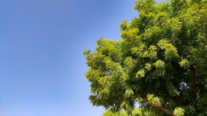 Azadirachta Indica (Neem) tree branches with copy space blue sky