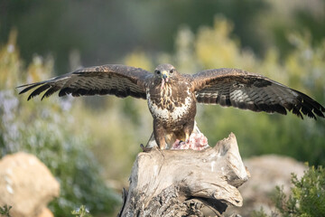 Common buzzard (Buteo buteo) photographed in Spain