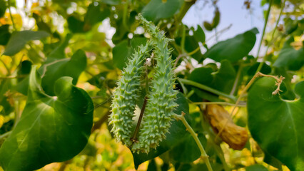 Pergularia Daemia herbal fruits, Veliparuthi plant fruits close up view