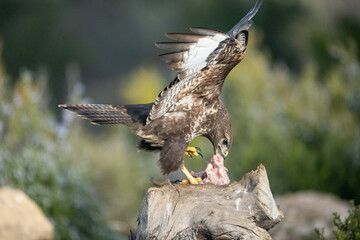 Common buzzard (Buteo buteo) photographed in Spain