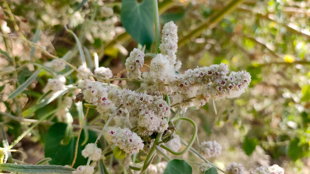 Blossoming flowers of Aerva Javanica, Kapok bush flowers close up view