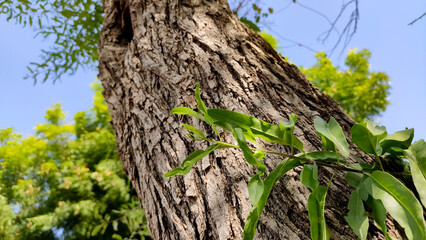 Tecomella Undulata tree leaves with tree trunk, Rohida tree trunk