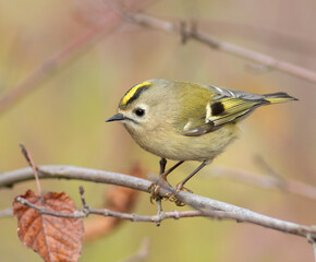 Goldcrest, Regulus regulus. A beautiful bird sitting on a branch, close-up