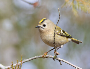 Obraz premium Goldcrest, Regulus regulus. A beautiful bird sitting on a branch, photographed close-up