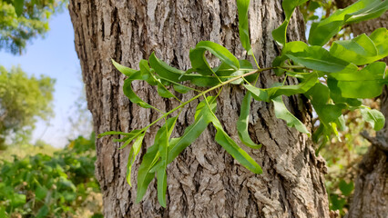 Tecomella Undulata tree leaves with tree trunk, Rohida tree trunk