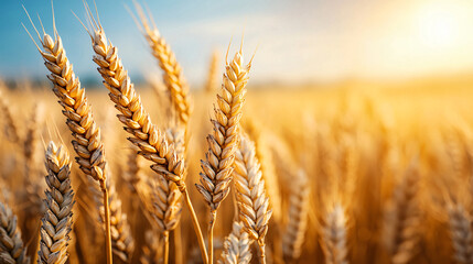 Fototapeta premium Golden wheat stalks sway gently in warm sunlight, creating serene and picturesque scene of harvested field at dusk